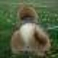 cantikあいのプロフィール
