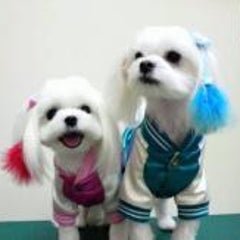マナー ガム編 everyday happy マナー ガム編 everyday happy