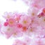 画像 桜咲くらんど　〜真理の扉〜のユーザープロフィール画像