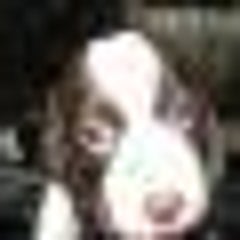 シャムネコのプロフィール