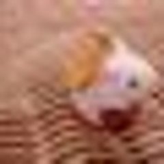 うさぎの悲鳴 続 うさぎつれづれ うさぎの悲鳴 続 うさぎつれづれ