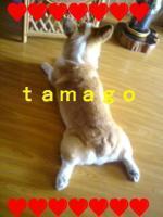 ｔａｍａｇｏ