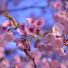 peaのプロフィール
