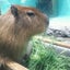 もずくのサムネイル