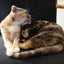 猫まぜのサムネイル