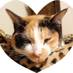 黒猫のお出迎え Maroお嬢様 黒猫のお出迎え Maroお嬢様