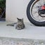 にゃんこのサムネイル