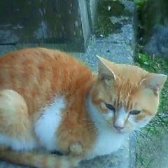 みけねこのプロフィール