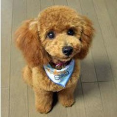 Dog Salon Nanaのblog