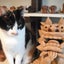 画像 石垣島シーサー作り 陶芸工房かえる屋のブログのユーザープロフィール画像