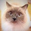 そらねこのサムネイル