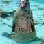 ごまのサムネイル