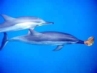 ４ ７はイルカ意識セミナーです アイランドベジー西麻布 ハワイ島で野生のイルカと泳ごう