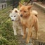 画像 柴犬リコとMIX犬チャマそして私のユーザープロフィール画像