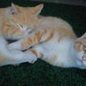 タカのプロフィール