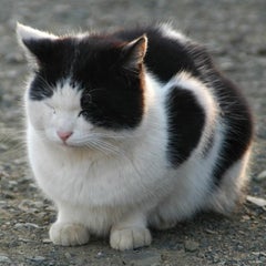 Suzukiのagsは こう乗ればいい 野良猫堂本舗の 萬雑記処