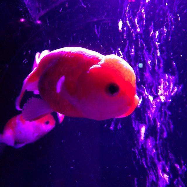 よしこ