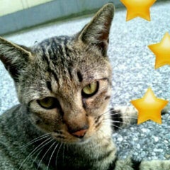 rigretのプロフィール