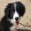画像 犬のしつけとトリミングの専門店  ドッグサポートのブログのユーザープロフィール画像