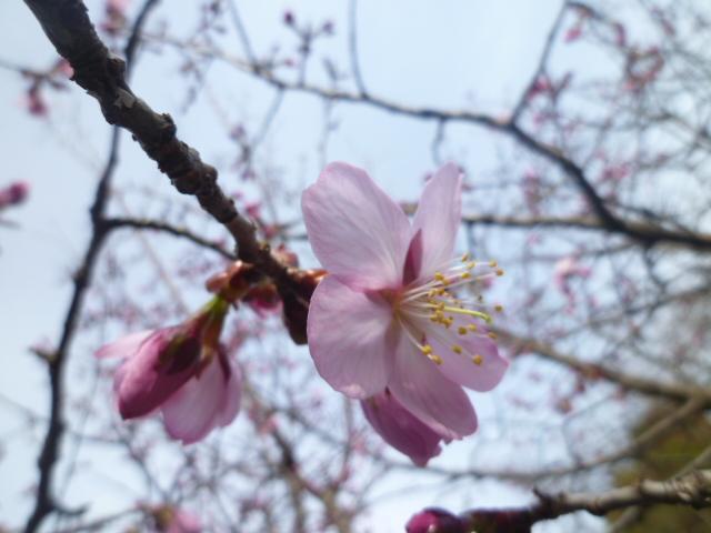 塙幸次郎　越前焼　輪花高台皿 信州新町の陶芸家塙さんの器 | 武田徹のつれづれ散歩道 | SBC