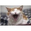 野良猫みけのサムネイル