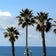 カリフォルニア徒然日記