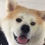 画像 秋田犬ドンちゃんと星になったジョイくんのユーザープロフィール画像