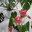 画像 ハワイの南国植物が好きです。のユーザープロフィール画像