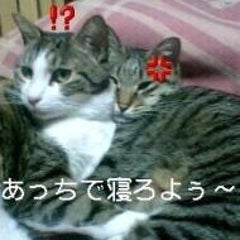 二階の猫のプロフィール