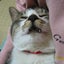 画像 わんにゃん小梅保育園　★保健所犬猫レスキューのユーザープロフィール画像