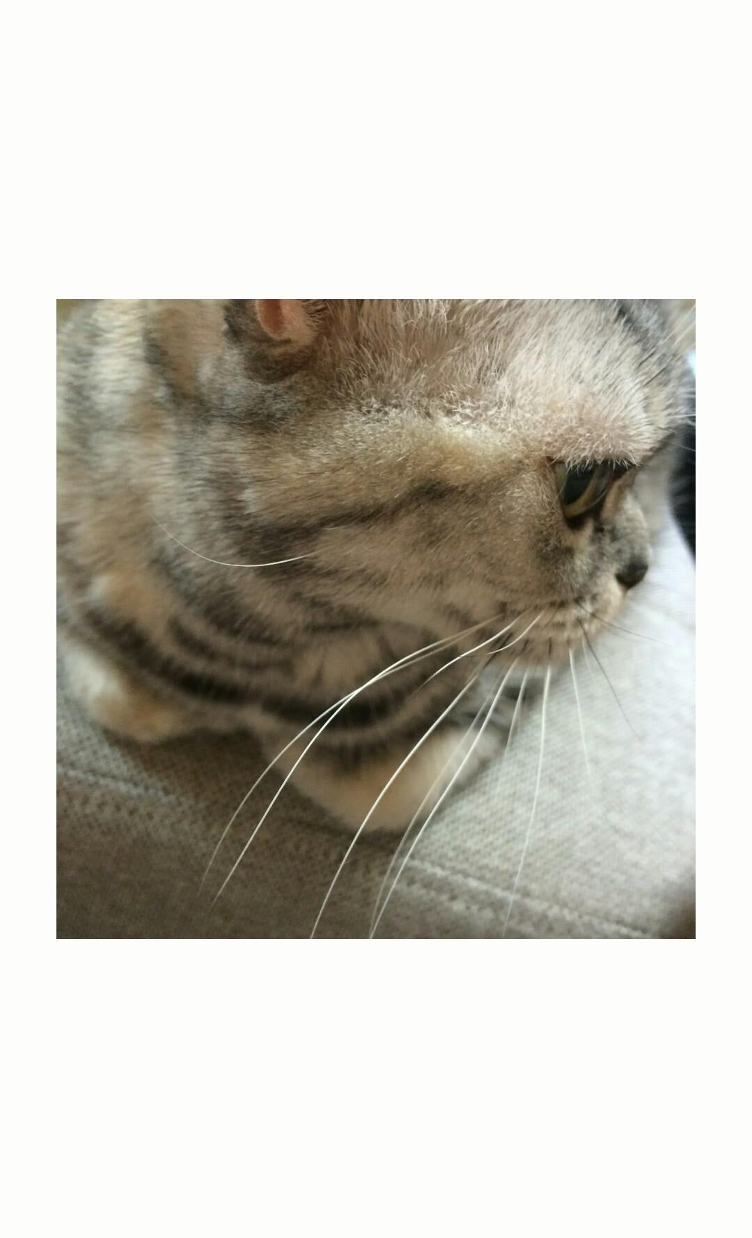 いちひこ