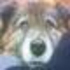 高安犬物語の漫画 犬かもしれないのブログ 高安犬物語の漫画 犬かもしれないのブログ