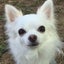 画像 galassia for dogs 小型犬犬服オーダーのユーザープロフィール画像