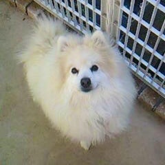 ポメのプロフィール