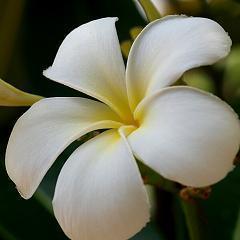 プラグインの期限切れにご注意 Simple Happy Life プラグインの期限切れにご注意 Simple Happy Life