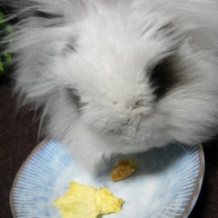 しあわせうさぎのプロフィール