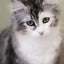 画像 猫カフェ探訪　NyanV_dg8のカフェ猫交遊録のユーザープロフィール画像