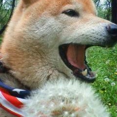 れんこんのプロフィール
