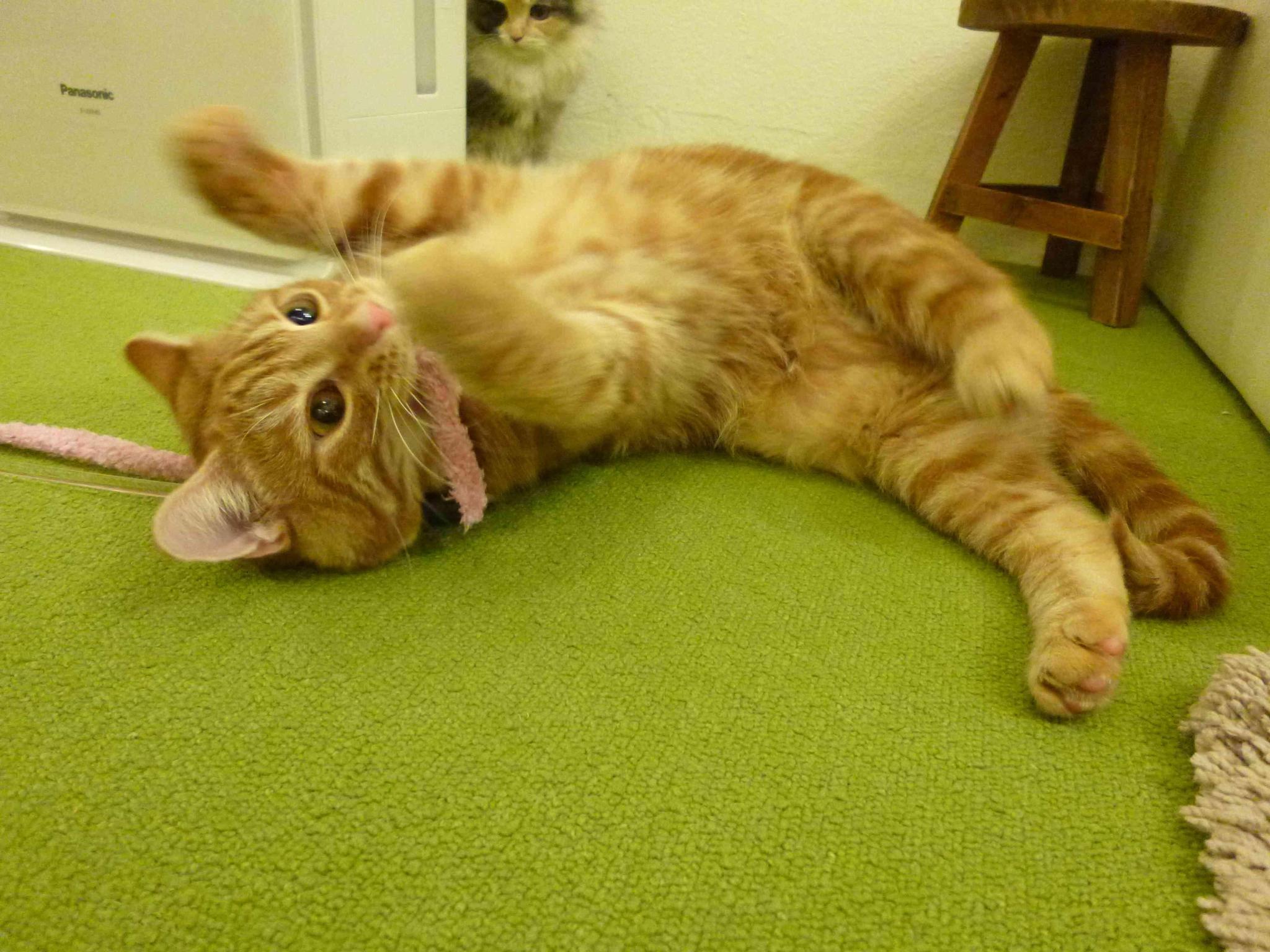 hellocathouse