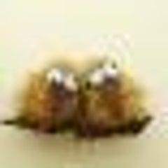 cheeのプロフィール
