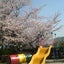 画像 清光寺幼稚園のユーザープロフィール画像