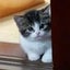 ぷにっつぁのサムネイル