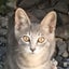 画像 愛知県＊清須猫 《猫ボランティア カッツェ》のユーザープロフィール画像