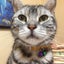 画像 三重県✨地域猫ちゃん見守ってます(  ´͈ ᵕ `͈ )وワンにゃん大好きのユーザープロフィール画像