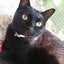 画像 山梨 保護猫のあ～ちゃん保育園のユーザープロフィール画像