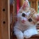 マンチカン猫ブリーダー：まんちの樹