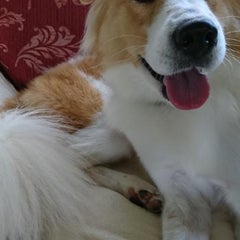 さくらんぼのプロフィール