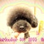 画像 dogsalon-lottiのブログのユーザープロフィール画像