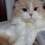 画像 モモタと茶々の猫まんま  ー猫と着物徒然ーのユーザープロフィール画像