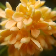 沙耶ママのおすすめのサムネイル